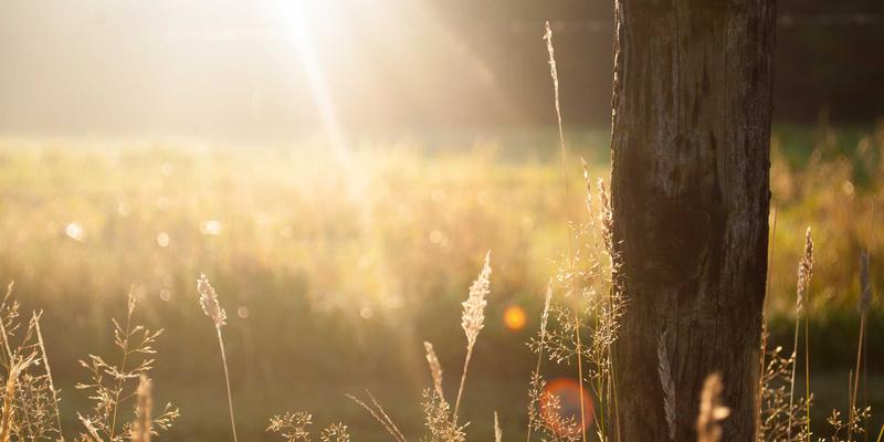 微商宠物用品掘金攻略:揭秘优质货源渠道与代理策略,一件代发也能月入过万