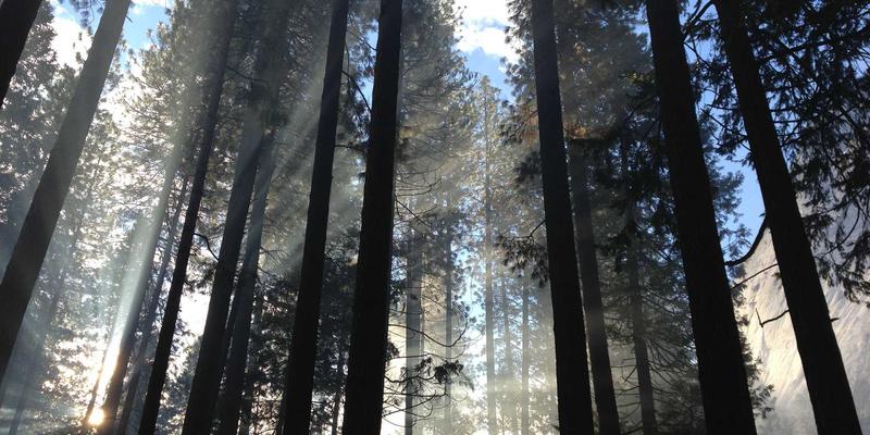 微商绿植花卉供应链破局之道：攻克保鲜、运输与一件代发三大核心难题
